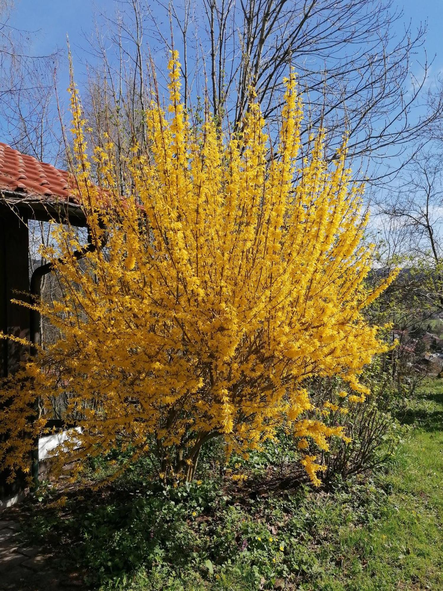 Holbinger Alm - * Anger
